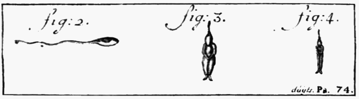 PSM_V67_D114_Predelineation_of_the_embryo_within_the_sperm_from_leeuwenhoek